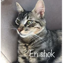 Samolepka