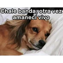 Nhãn dán