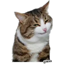 Adhesiu