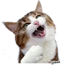 Adhesiu
