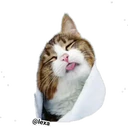 Adhesiu