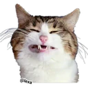 Adhesiu