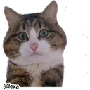 Adhesiu