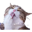 Stika
