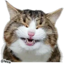 Adhesiu