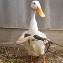 ਸਟਿਕਰ